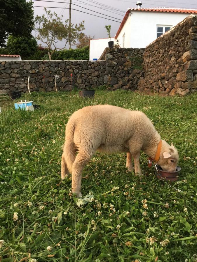 The Azores Homestead - Terceira Santa Barbara  エクステリア 写真
